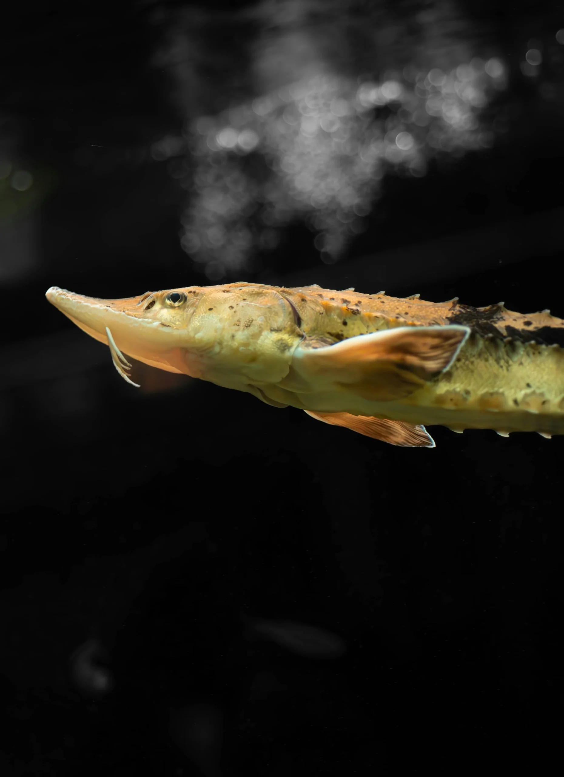 Albino Starlet Sturgeon for Caviar Indonesia