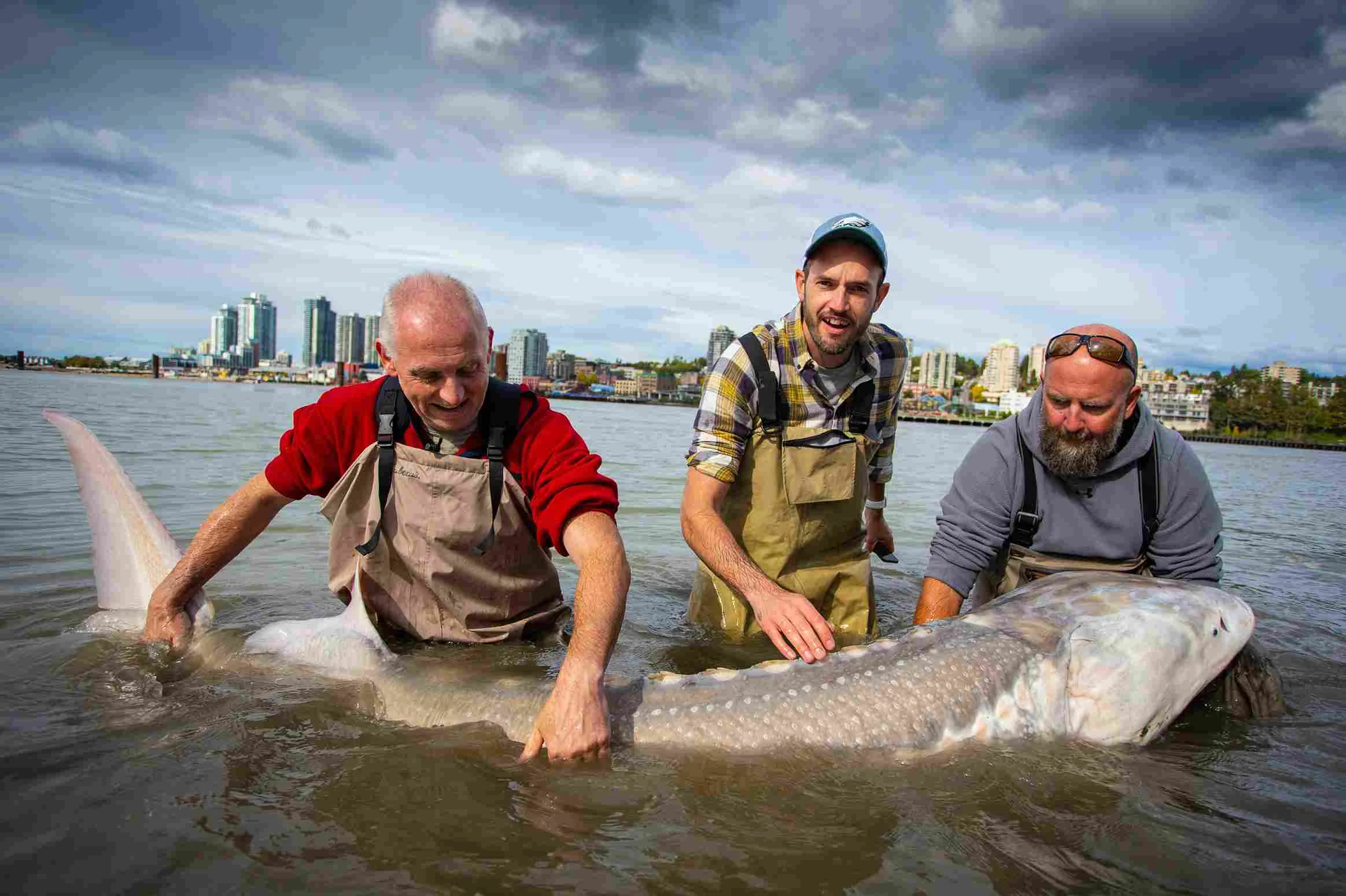 Mature Sturgeon Dictates the Roe in Caviar