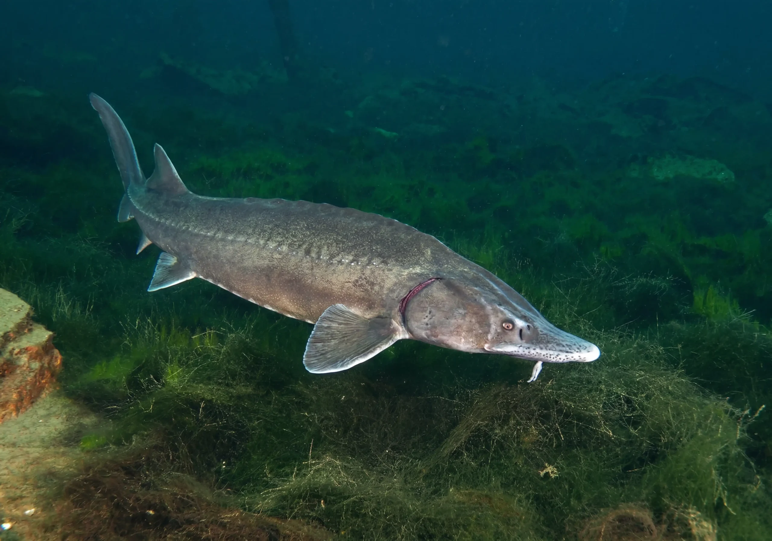 Sturgeon fish swimming in freshwater habitat with aquatic plants