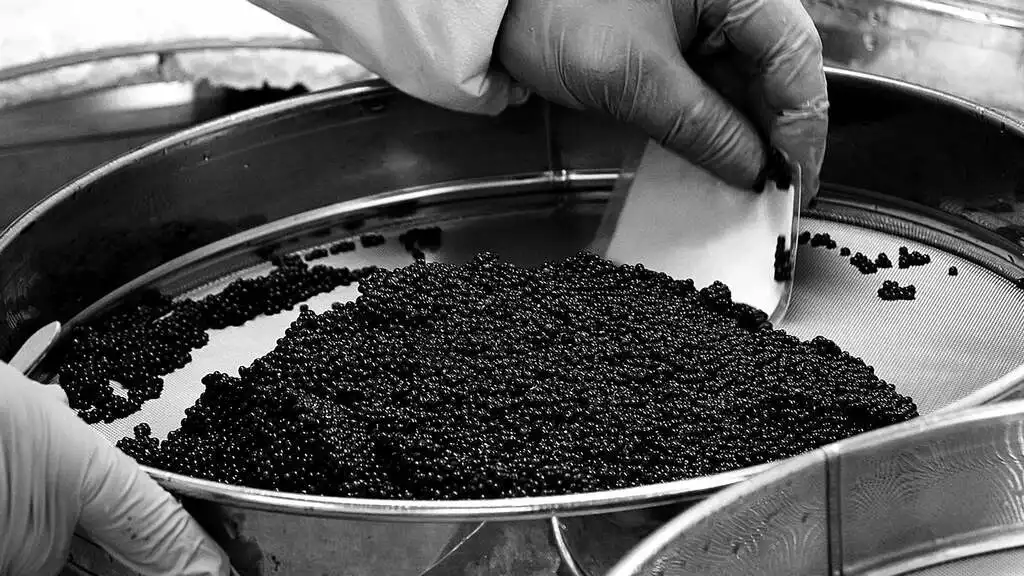 beluga caviar being carefully sorted on sieve by gloved hands in luxury food preparation process