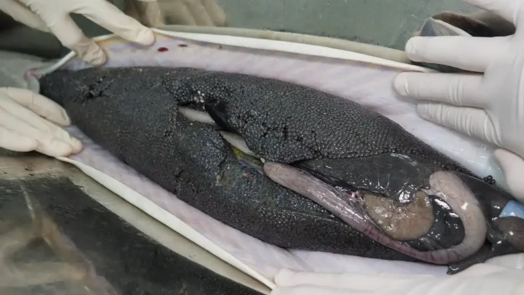 beluga caviar from Caspian Sea sturgeon